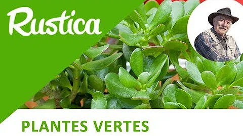 Quand bouturer arbre de Jade ?