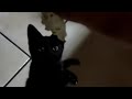 mini salto de gatito negro