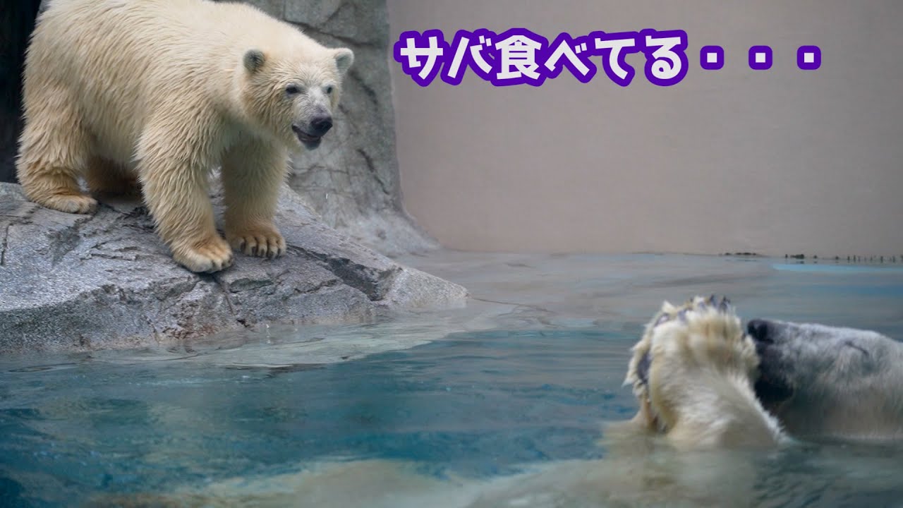 フブキの葛藤】エサは食べたい。でもプールには入りたくない！ - YouTube