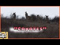 En busca del mayor depredador "COYOTES" | SIERRA DE GUADALUPE: CAP.6