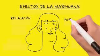 CÓMO FUNCIONA LA MARIHUANA?  | TE LO EXPLICO! | Mundo Urbano ATX