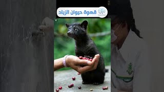 قهوة حيوان الزباد قهوة كوبي لواك