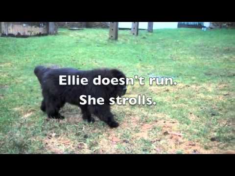 river bear newfoundlands