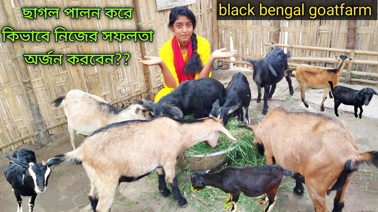 আবারো খামারের ছাগল গুলোর জন্য নতুন করে খাদ্যের ব্যবস্থা করলাম অর্গানিক ...