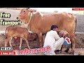 बछड़ी वाली गाय Free Transport 👍 Sahiwal Cow Milking Video 👍 Sandeep Swami 📲8320350790 Dairy Farm Talk