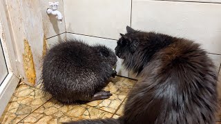 5 REASONS NOT TO GET A BEAVER / Why I got a beaver and his story / Murom meets Maine Coons