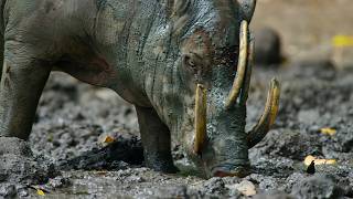 Strangest Creatures on Earth | A paradise born of chaos