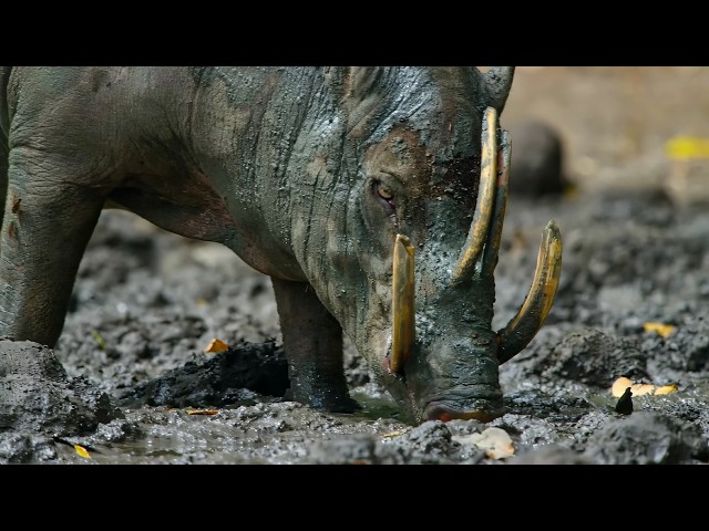 Strangest Creatures on Earth | A paradise born of chaos