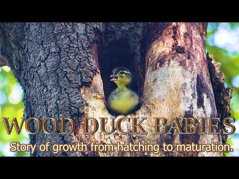 Wood Duck From Hatching to Maturation. Film 1.  English Version 4K