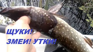 61 Осенняя Рыбалка.  Щуки На Жерлицы!  Змеи Выползают На Солнышко!  //Russia Volga Fishing Pike