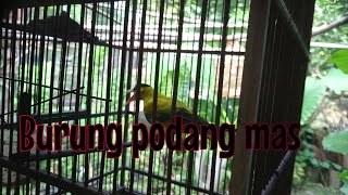 Burung podang mas mh