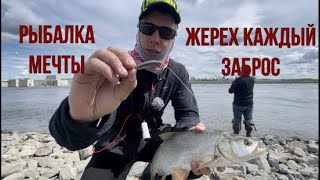 РЫБАЛКА МЕЧТЫ!! ЖЕРЕХ КАЖДЫЙ ЗАБРОС!!! ЛОВЛЯ ЖЕРЕХА НА ОКЕ!!!