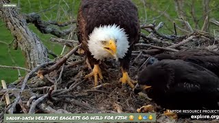 DECORAH EAGLES NORTH ~ EAGLETS SCREAM WITH EXCITEMENT FOR FISH! 😆 🐥🐥📢  5\/14\/24 #decoraheagles