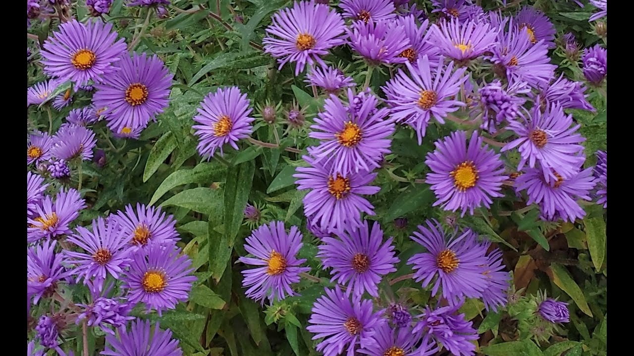 New England Asters