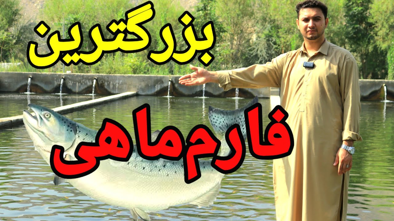 بزرگ‌ترین فارم ماهی در افغانستان که تاکنون ندیده‌اید.