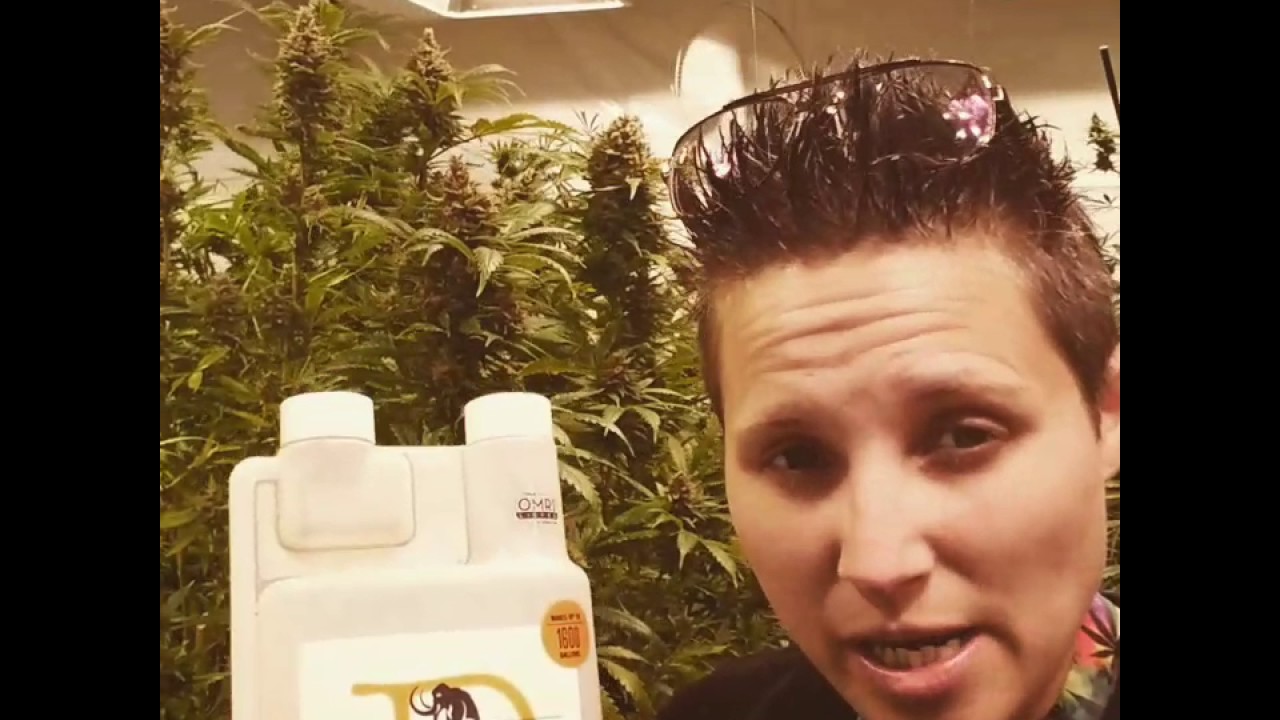 Mammoth p Fireseeker 420 no till nation