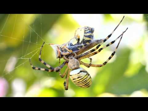 Darázspók (Argiope bruennichi)