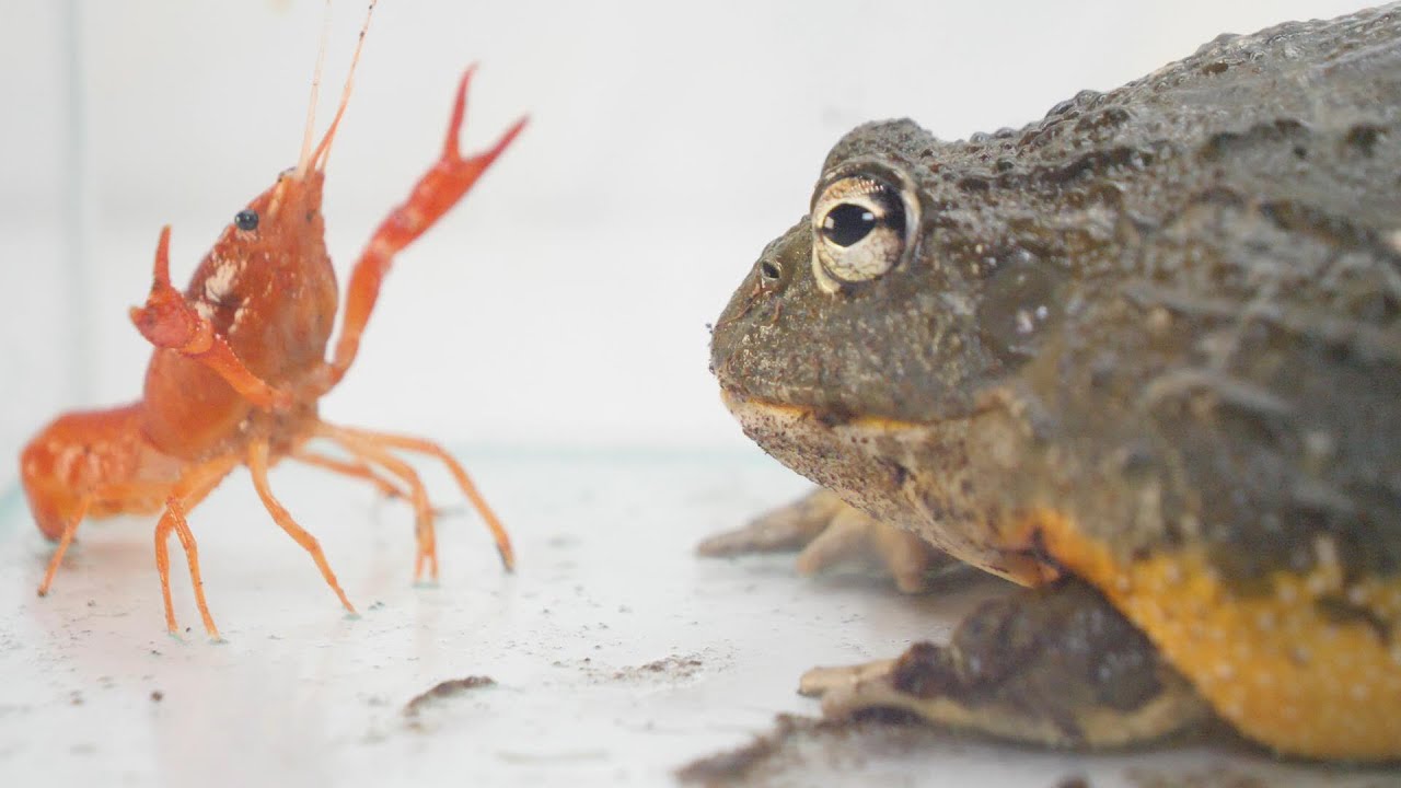 捕食 絶対に食べたいカエルvs絶対に食べられたくないザリガニ Youtube