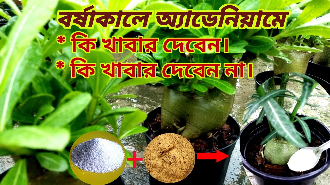 How To Care For Desert Rose Plant Fertilizer For Desert Rose Plant