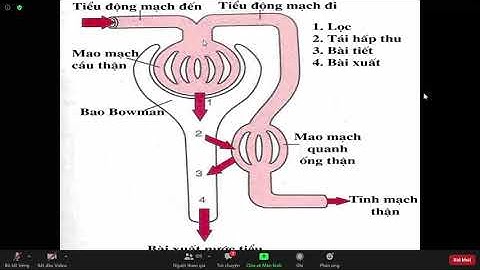 Sinh lý bệnh tiết niệu - P1 - Sinh lý bệnh