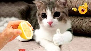 Funniest Animals 😄 Best Funny Dogs and Cats Compilation 2024 #54