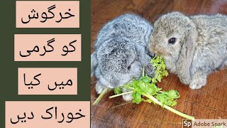 Rabbit ki garmi ki khorak | angora rabbit farming pakistan | Royal Pets