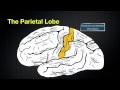 066 The Anatomy and Function of the Parietal Lobe