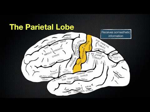 066 The Anatomy and Function of the Parietal Lobe