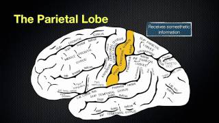 066 The Anatomy and Function of the Parietal Lobe