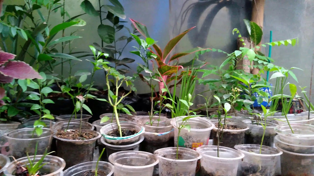 Bandung csr bantuan kebun satwa binatang pakan kompas akhirnya bjb wali disalurkan Jasa Pendirian Koperasi Babakan Bandung