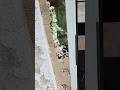 Hoftür ausbauen #constructionfailure #pfusch #madeinchina #doorinstallation #bobthebuilder #ddr