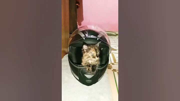 Video 11174011: persian cats kittens kitty, persian cat kittens funny