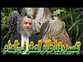 تفسير رؤيا طائر الصقر في المنام تفسير رؤيا طائر الصقر في المنام