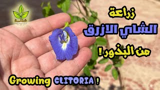 زراعة الشاي الأزرق من البذور في المنزل أو الارض المستديمه |  Growing blue tea from seeds at home