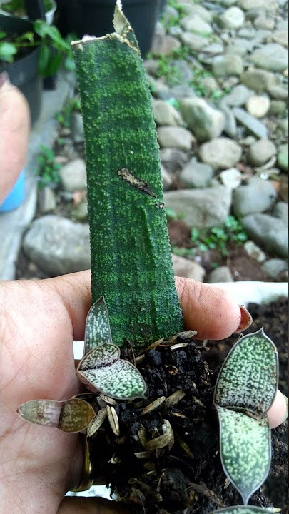 sekulen gasteria lidah badak