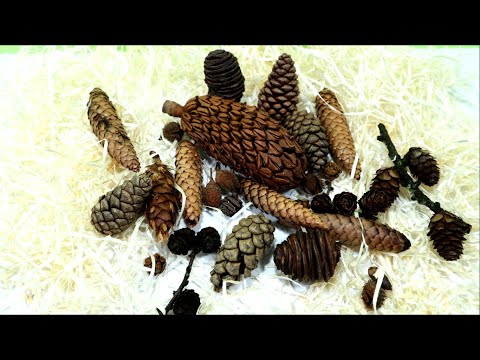 Experiment! What Happens To Pinecones When They Dry? TimeLapse