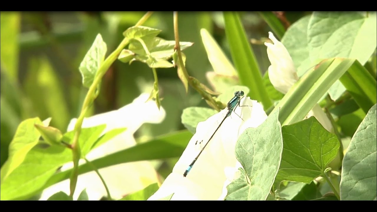 Der Campingplatz Quellensee in Nettetal - Freizeitparadies für Naturfreunde