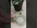 how to propagate satin pothos growth guide #plant #gardening #plants #houseplants #tutorial