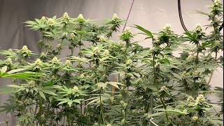 Week 4 Cannabis Grow Room Update: Fluence Spydrx Plus, Sub Irrigated Planter, Organic Living Soil