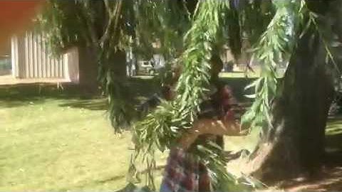 Success! YJordans Willow Tree Swing 3/4