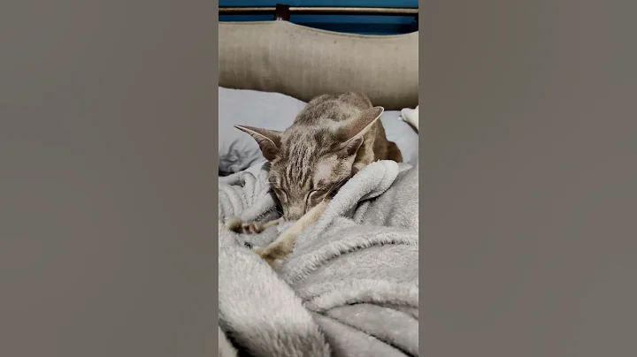 Watch the video about ❤ Oriental cat Benjamin remembers his mother #cat #sleepycat #orientalcat #OrientalCatBen #catlover