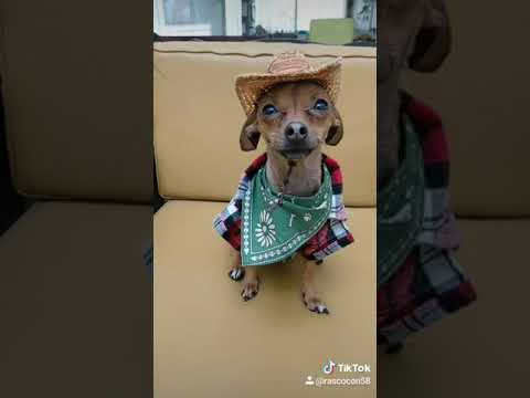 El ratón vaquero