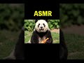 Panda ASMR Challenge | Panda Tries Indian Curry & Famous Foods 🍛🐼 | Relaxing Eating Sounds #asmr