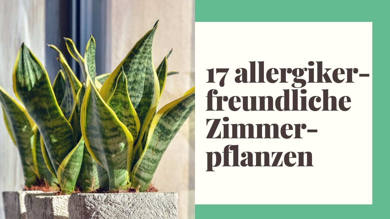 süßlupine saatgut Weiße Süßlupine Bio-Keimsaat, 500 g – Eschenfelder main image 0
