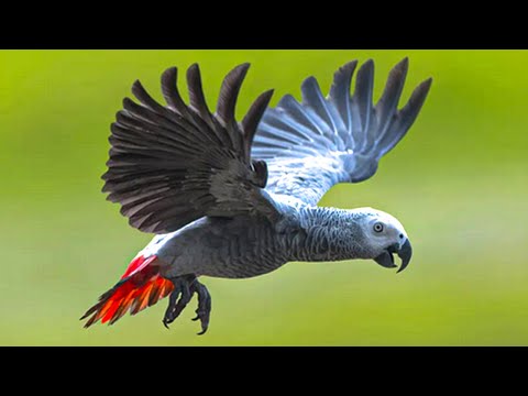 African Grey Parrot Sounds To Attract Cats