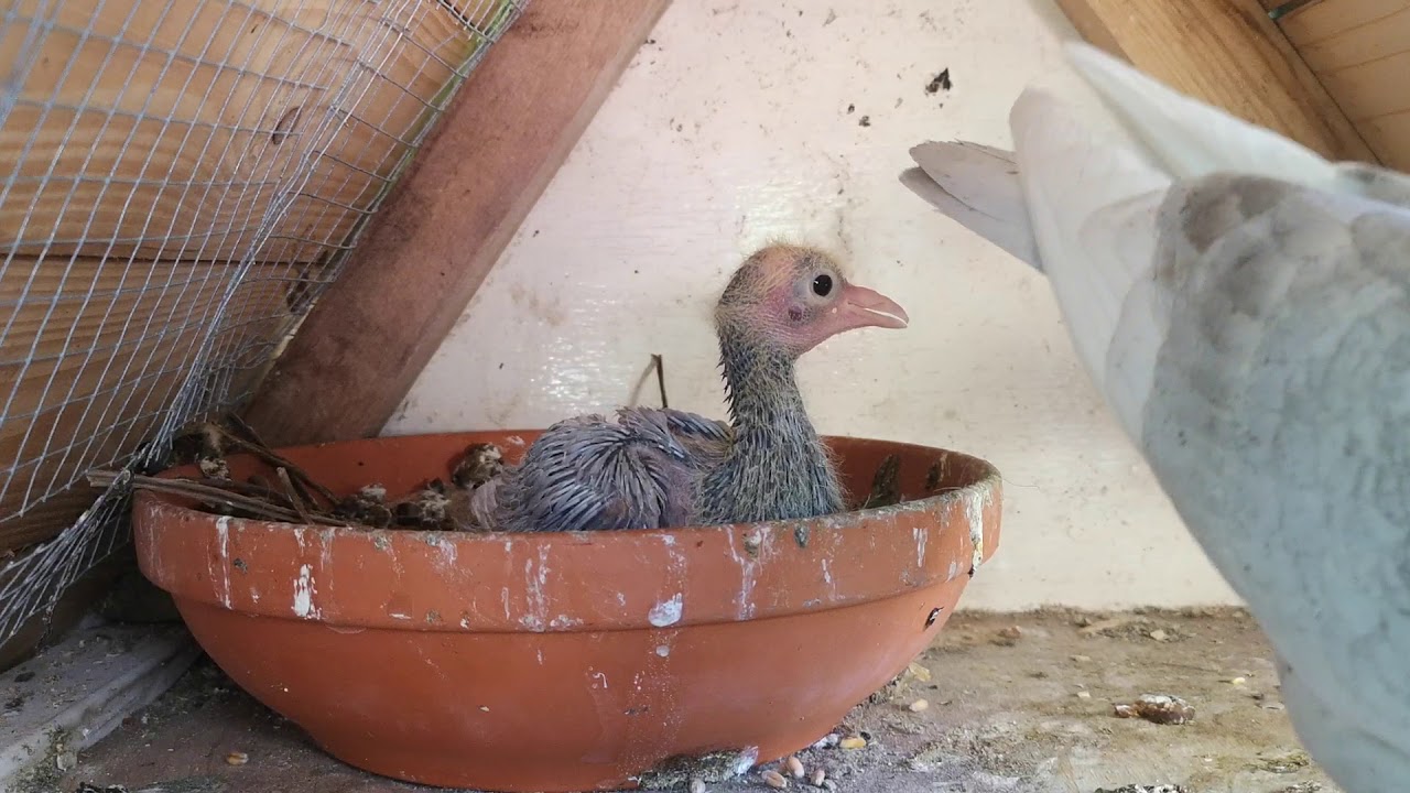 Onze allereerste baby duif. - YouTube