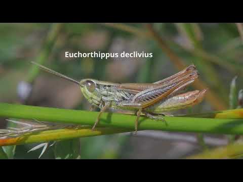 Euchorthippus declivus Gewöhnlicher DickkopfGrashüpfer YouTube