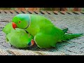 Female Ringneck Talking Parrot Rosie | Having So Much Fun With Mitthu Talking Parrot On Charpai