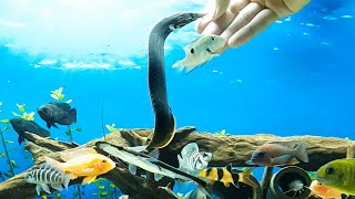 [4K] Hand Feeding a Fire Eel 12  Mastacembelus erythrotaenia  with eggwhite in a community tank