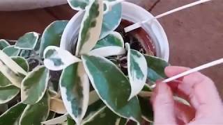 видео: Упаковка посылки. Как упаковать растение для пересылки зимой картинка: Упаковка посылки. Как упаковать растение для пересылки зимой